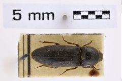 Foto (Dorsalansicht) von Melanotus coreanus (Lee, 1999) (NHMW-ZOO-COL-0007668)